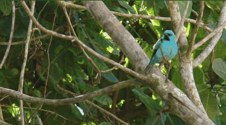 Pousada Coqueiro Verde Itacaré Εξωτερικό φωτογραφία